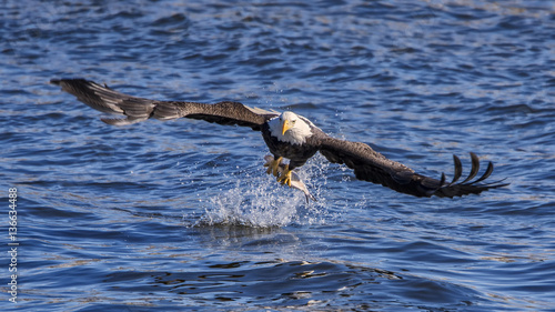 Sticker Bald eagle grabs fish from the Mississippi back waters