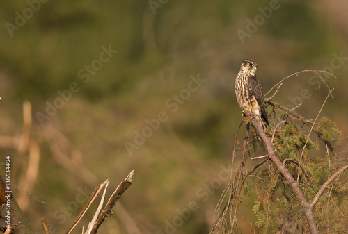 Falco columbarius/ Faucon émerillon