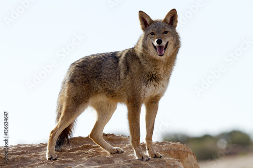 Leinwand Poster Canis latrans / Coyote