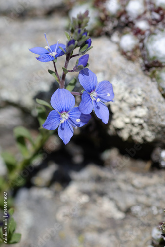 Veronica fruticans / Véronique buissonnante / Véronique des rochers photo