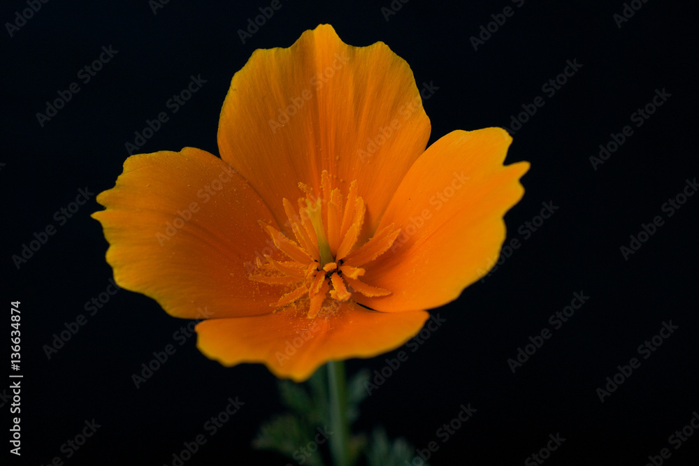 Fototapeta premium Kalifornijski kwiat pomarańczy maku na czarnym tle, samodzielnie
