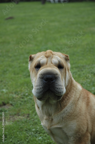 Chien / Race Shar-Peï