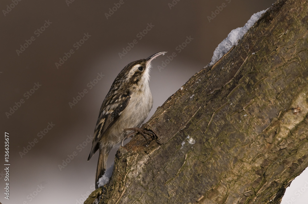 Naklejka premium Certhia familiaris/ Grimpereau des bois