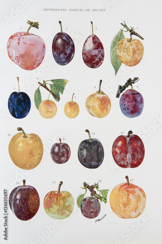 Illustration / Variétés de prunes photo