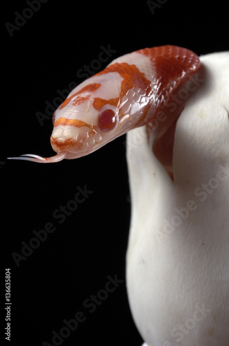 Lampropeltis hondurensis albinos  / Couleuvre photo