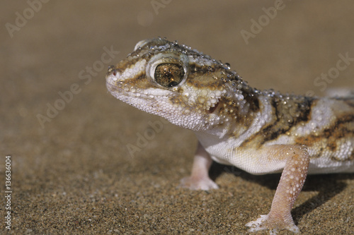 Chondrodactylus angulifer / Gecko géant terrestre