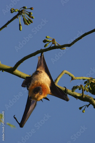 Pteropus scapulatus / Roussette / Renard volant