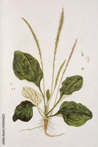 Illustration botanique / Plantago major / Grand plantain photo