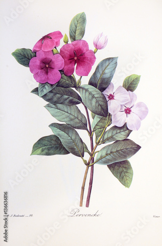 Catharanthus roseus / Pervenche de Madagascar photo