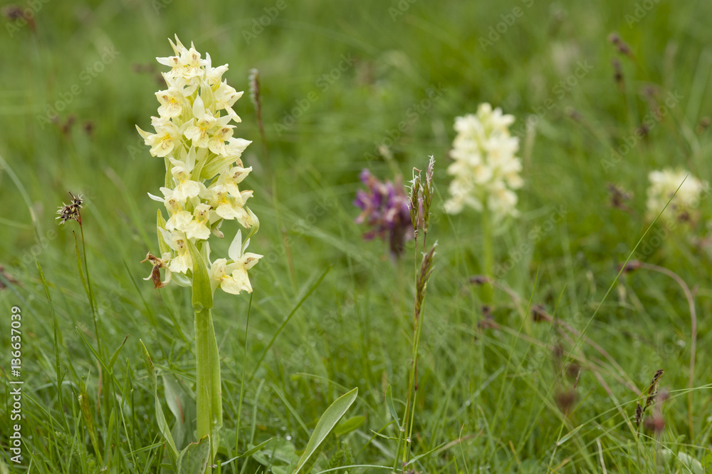Dactylorhiza sambucina / Orchis sureau Dactylorhiza sambucina / Orchis sureau
