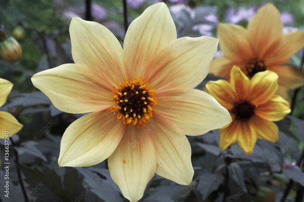 Dahlia x / Dahlia 'Best Bett' Dahlia x / Dahlia 'Best Bett'