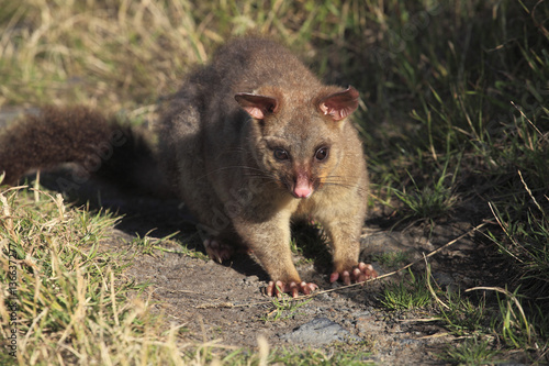 Richosurus vulpecula / Phalanger-renard / Opossum d'Australie © PIXATERRA