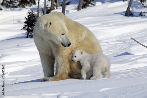 Ursus maritimus / Ours blanc / Ours polaire