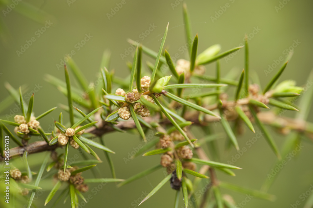 Juniperus oxycedrus / Genévrier oxycèdre Juniperus oxycedrus / Genévrier oxycèdre