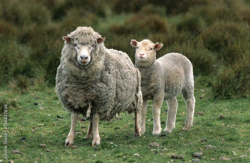Fototapeta premium Mouton / Race : Falkland