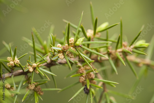 Juniperus oxycedrus / Genévrier oxycèdre