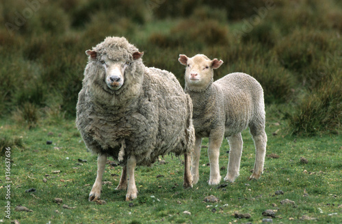 Mouton / Race : Falkland © PIXATERRA
