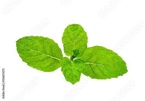 peppermint isolated on the white background