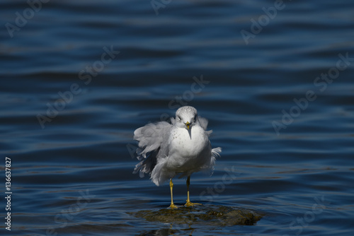 California Gull standing on ocean shore line in California