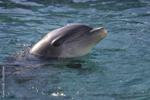 Tursiops truncatus / Grand dauphin