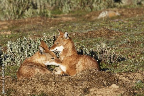 Canis simiensis   Loup d Abyssinie   Loup du Simien