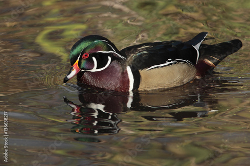 Aix sponsa / Canard carolin