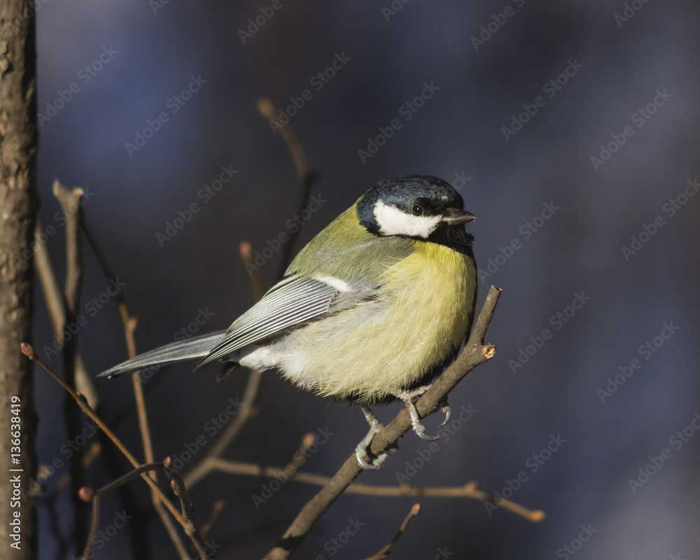 Great tit, Parus Major, close-up portrait on branch with bokeh background, selective focus, shallow DOF Great tit, Parus Major, close-up portrait on branch with bokeh background, selective focus, shallow DOF