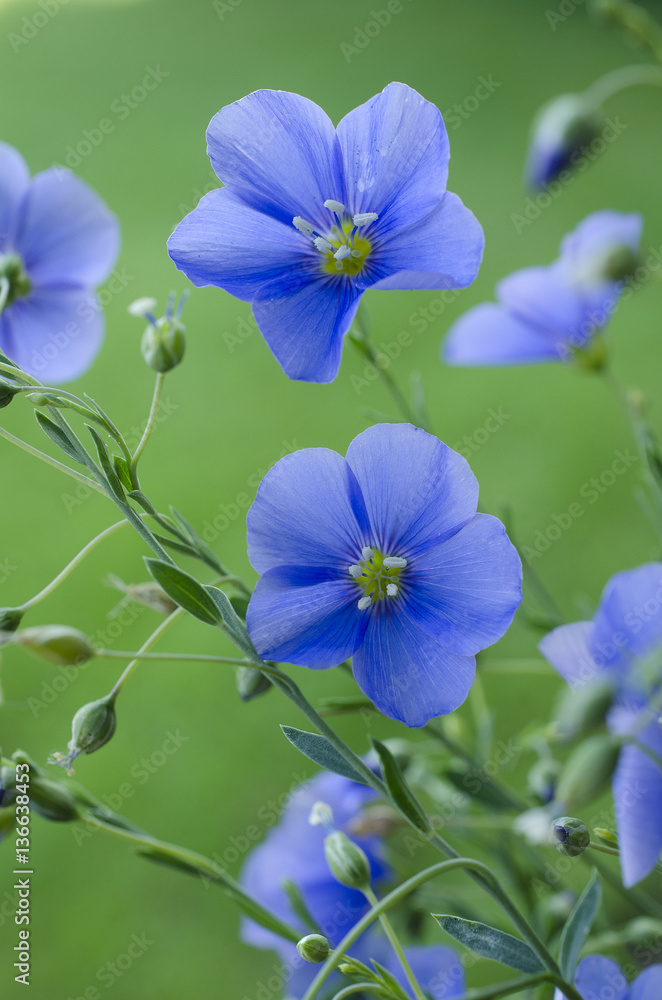 Linum usitatissimum / Lin usuel Linum usitatissimum / Lin usuel