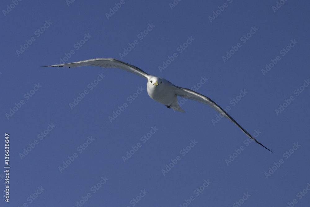 Rissa tridactyla / Mouette tridactyle Rissa tridactyla / Mouette tridactyle