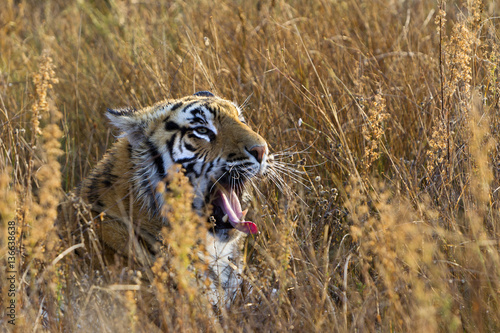 Panthera tigris tigris / Tigre du Bengale © PIXATERRA