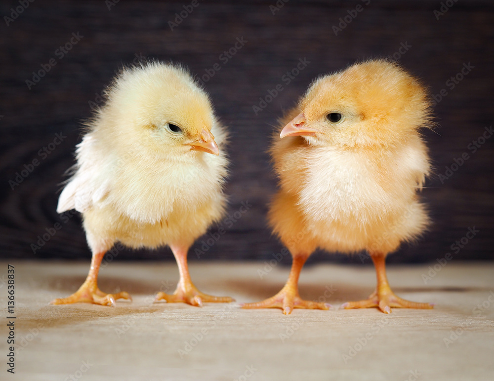 Newborn yellow chicks on a dark background Newborn yellow chicks on a dark background