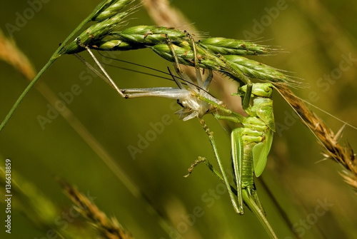 Tettigonia viridissima / Sauterelle verte