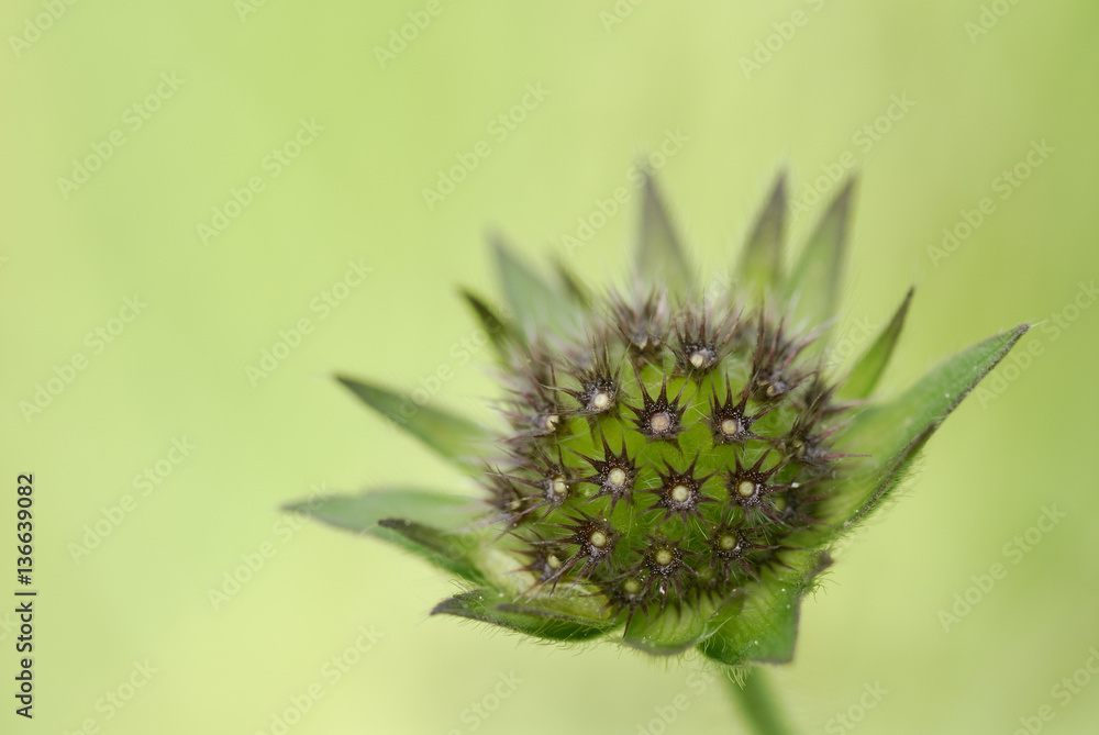 Knautia dipsacifolia / Scabieuse des bois / Knautia à feuilles de cardère Knautia dipsacifolia / Scabieuse des bois / Knautia à feuilles de cardère