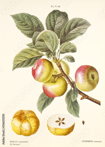 Malus communis / Pommier / Pomme