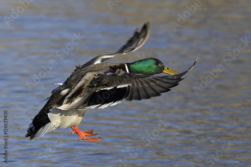 Anas platyrhynchos / Canard colvert