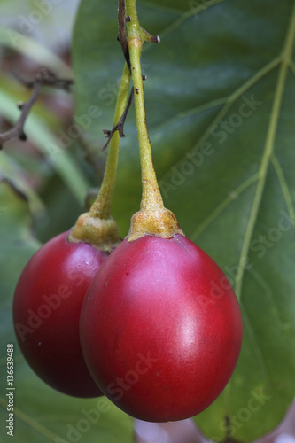 Cyphomandra crassicaulis / Tomate en arbre / Tamarillo photo