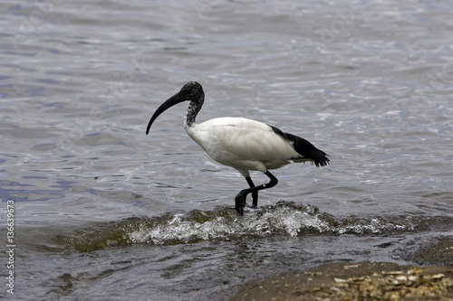 Threskiornis aethiopica / Ibis sacré photo