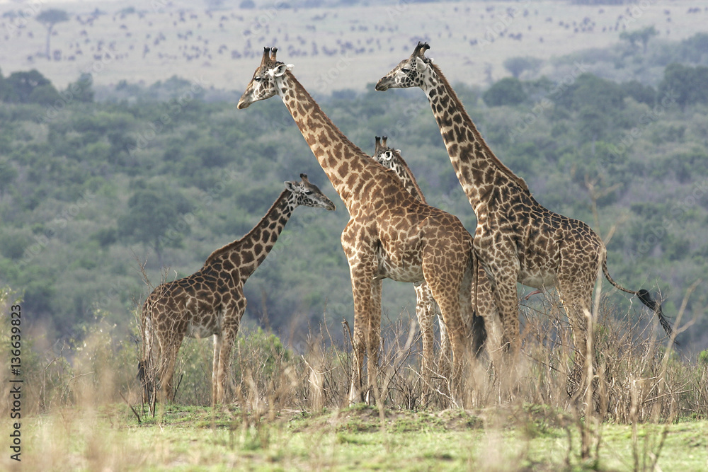 Giraffa camelopardalis / Girafe de Thornicroft