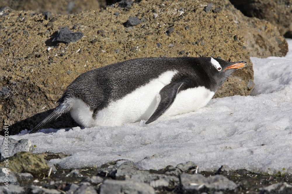 Naklejka premium Pygoscelis papua / Manchot papou