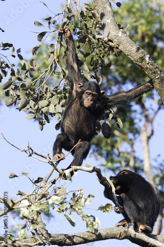 Pan troglodytes / Chimpanzé © PIXATERRA
