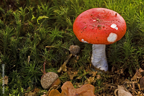 Russula lepida / Russule jolie photo