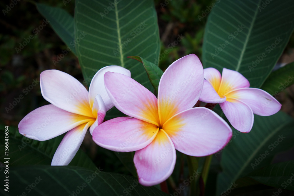 Pink frangipani Pink frangipani