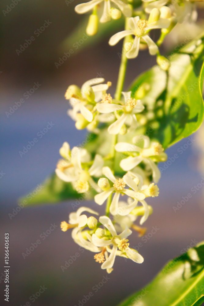 Neem Flower on tree