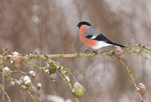 Pyrrhula pyrrhula / Bouvreuil © PIXATERRA