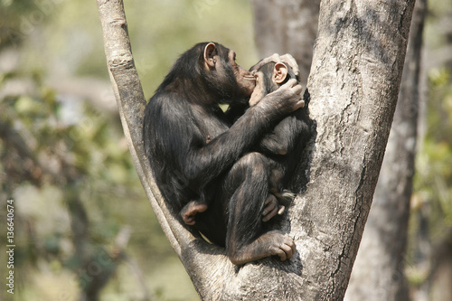 Fototapeta Naklejka Na Ścianę i Meble -  Pan troglodytes / Chimpanzé