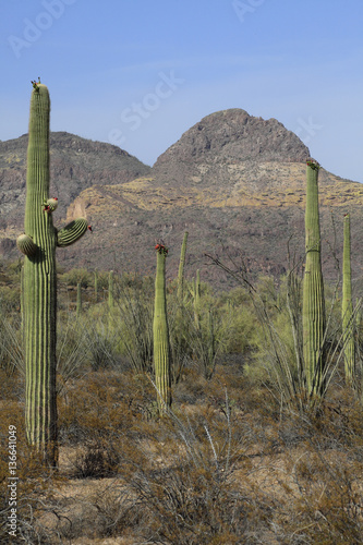 Carnegiea gigantea / Saguaro