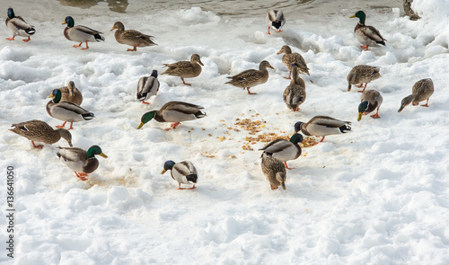 Feeding ducks on a frozen lake