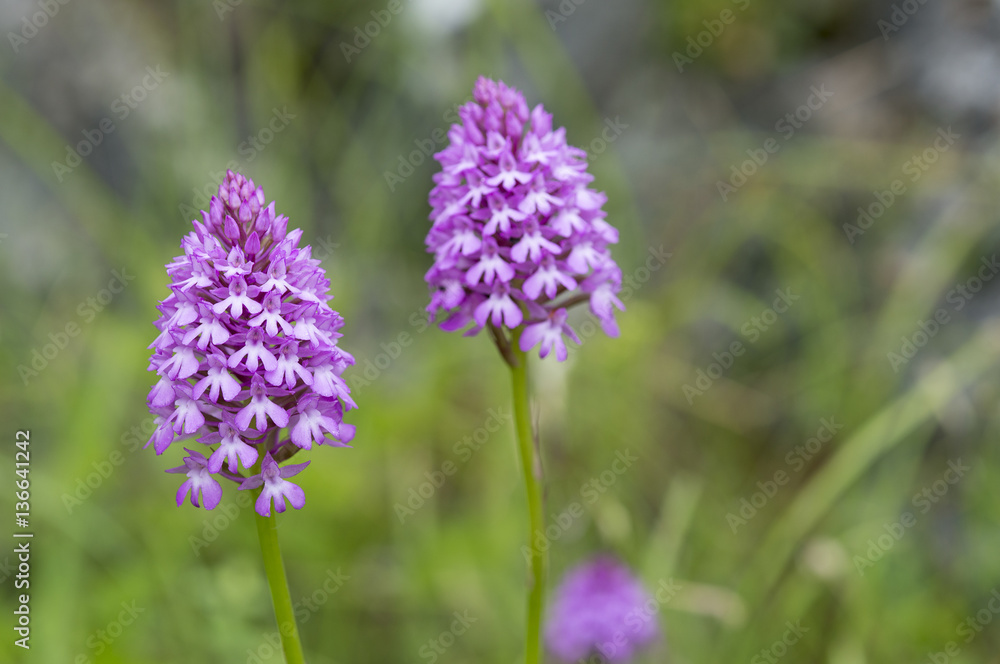 Anacamptis pyramidalis / Orchis pyramidal Anacamptis pyramidalis / Orchis pyramidal