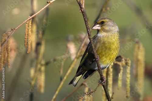 Carduellis chloris / Verdier d'Europe / femelle