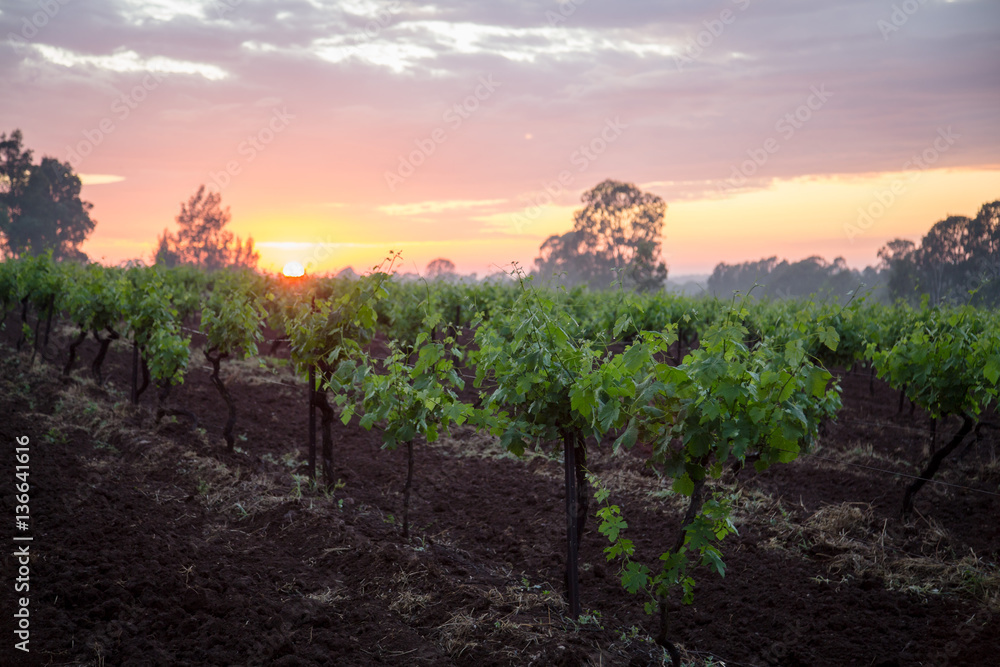 Fototapeta premium Sunrise across a vineyard